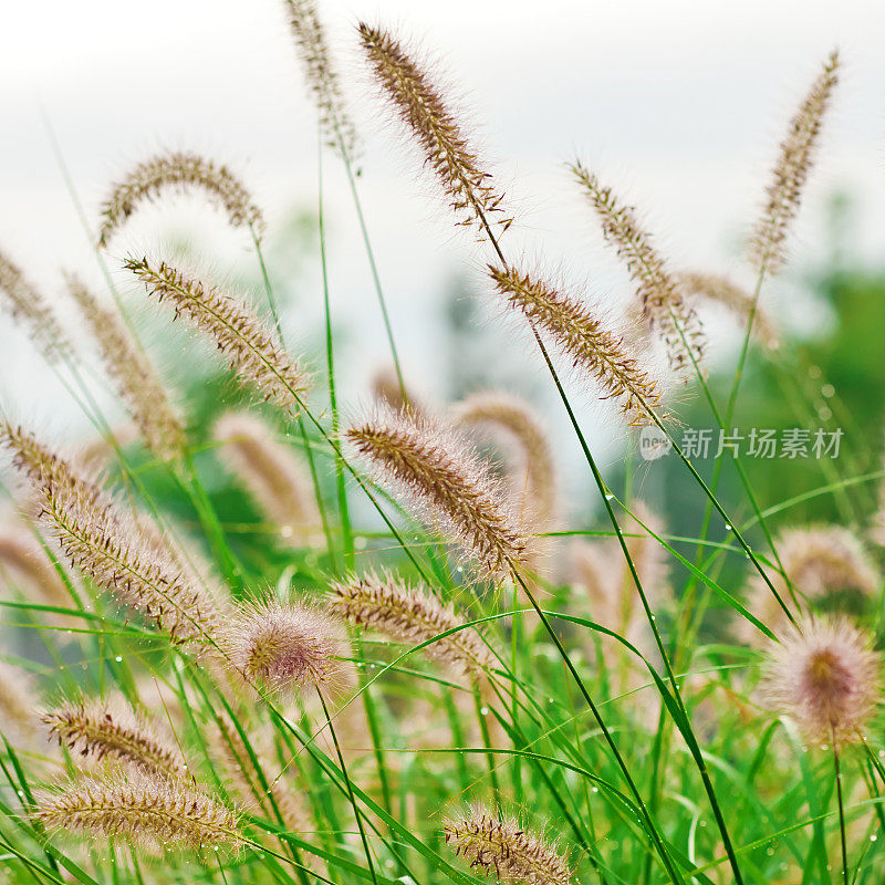 喷泉草(Pennisetum setaceum)秋季- 4